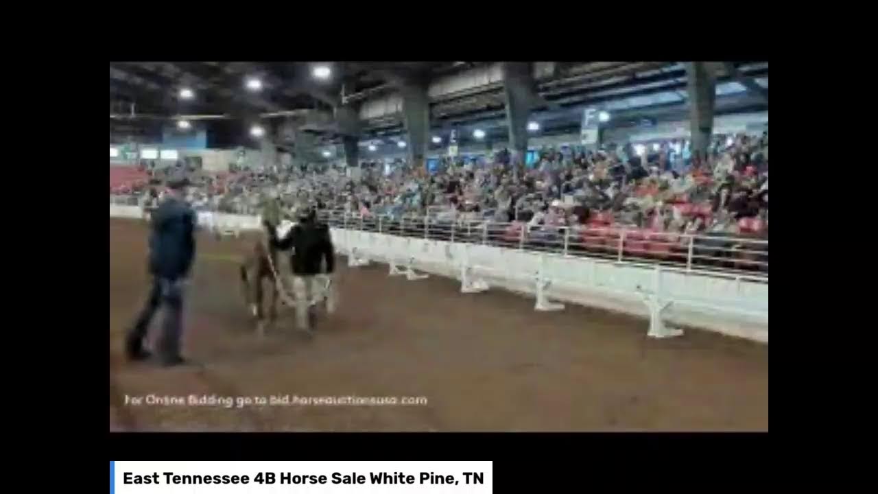 East Tennessee 4B Horse Auction