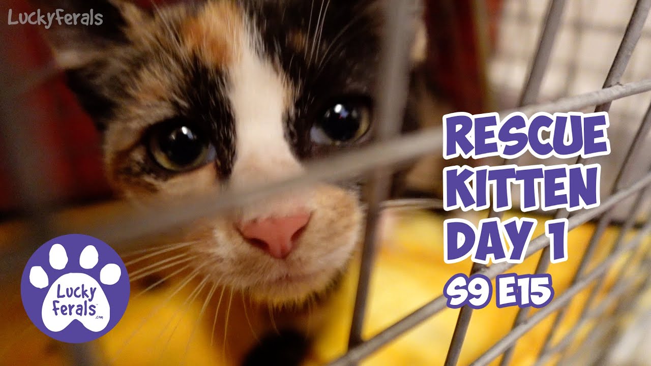 Rescue Kitten Day 1, From A Trap To A Crate - Lucky Ferals Cat Family Vlog S9 E15