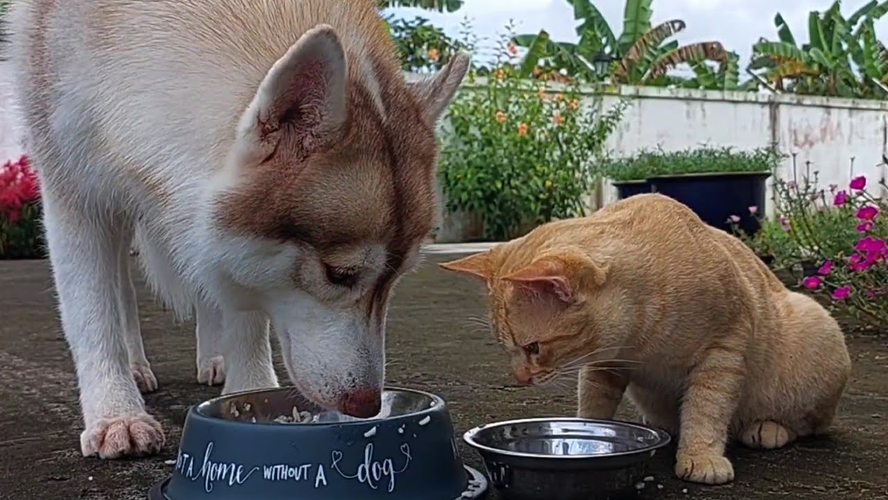 Gentle husky dogs eat together with cat | Friendship Dog and cat pure love❤ &lrm;@HuskyandCats&nbsp;