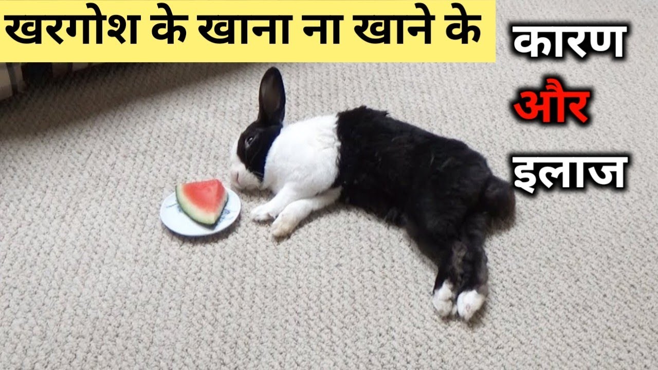 खरगोश के खाना ना खाने के कारण और इलाज!Why does Rabbit Stop Eating And its Salution.