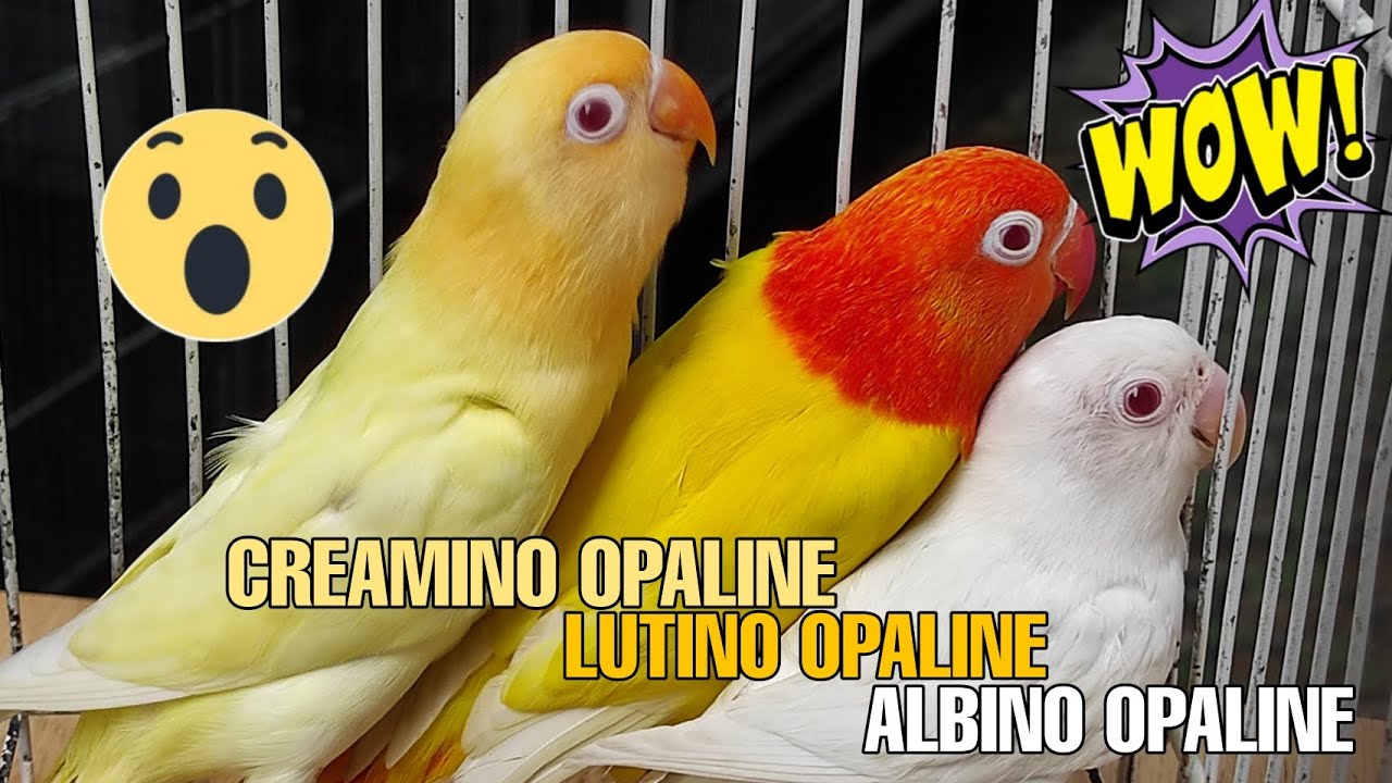 ALBINO, CREAMINO AND LUTINO OPALINE 🔥🔥🔥