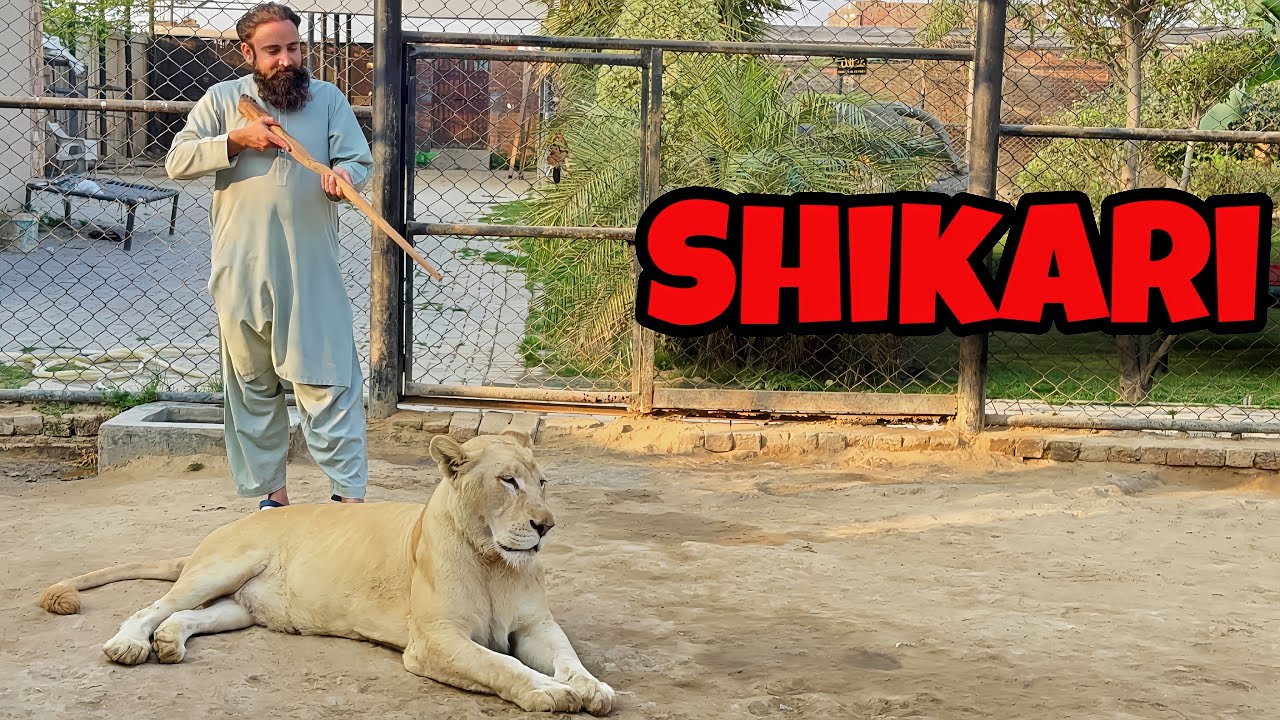 kya Lions Roza Rakhty Hain⁉️|Diana ne roza rakh liya🦁😲