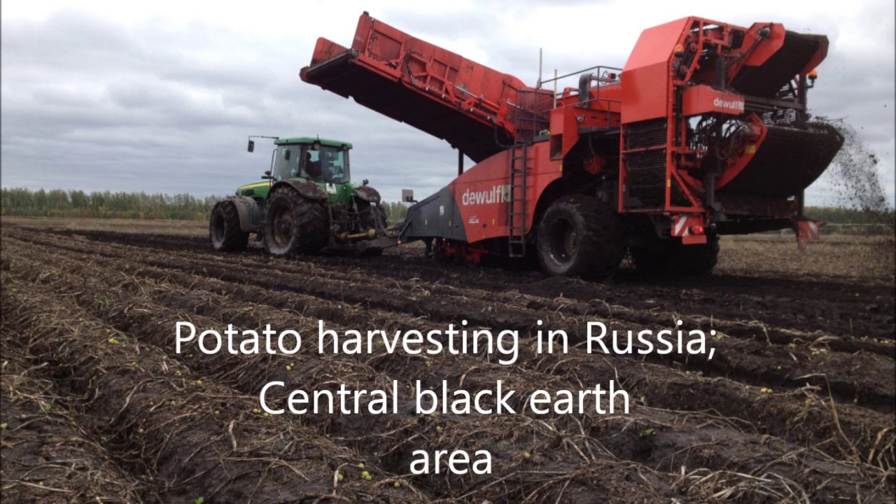 APH Group Field equipment: Dewulf RS2060 harvesting in heavy conditions