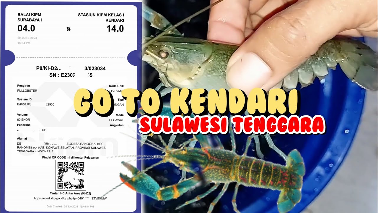 PENGIRIMAN LOBSTER LOBSTER AIR TAWAR KE KOTA KENDARI SULAWESI TENGGARA