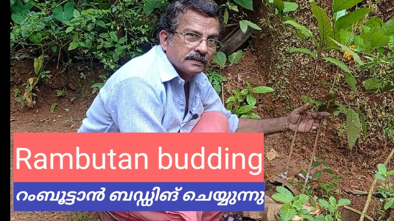 Rambutan budding .... റംബൂട്ടാൻ ബഡ്ഡിങ്ങ് കാണാം...