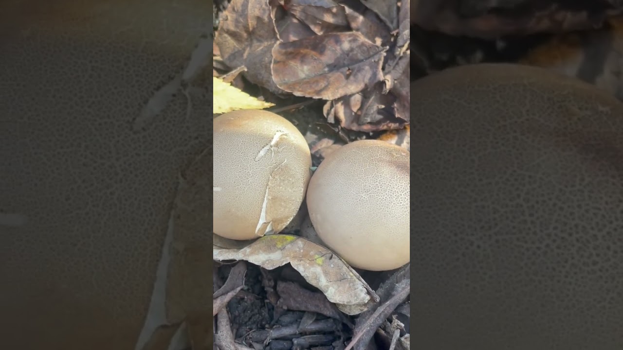 Round balls of fungus #naturephotography #shortsvideo #share #cool #mushroom #look #nature #wow