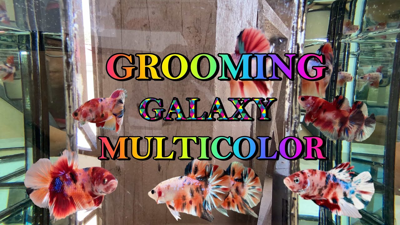 Grooming 14 ekor Betta Galaxy Candy Multicolor, percubaan pertama kali groom ikan laga.