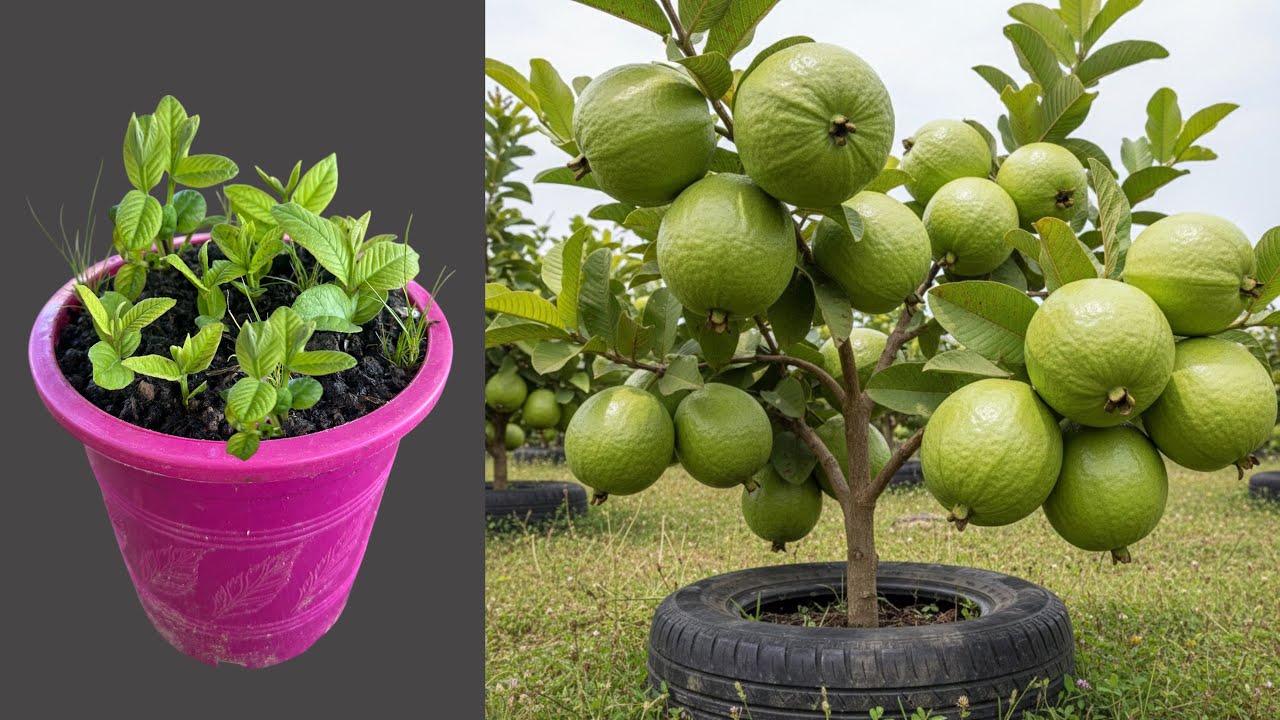 Great Technique For Grafting Guava Trees From Cutting Faster With Aloe Vera 