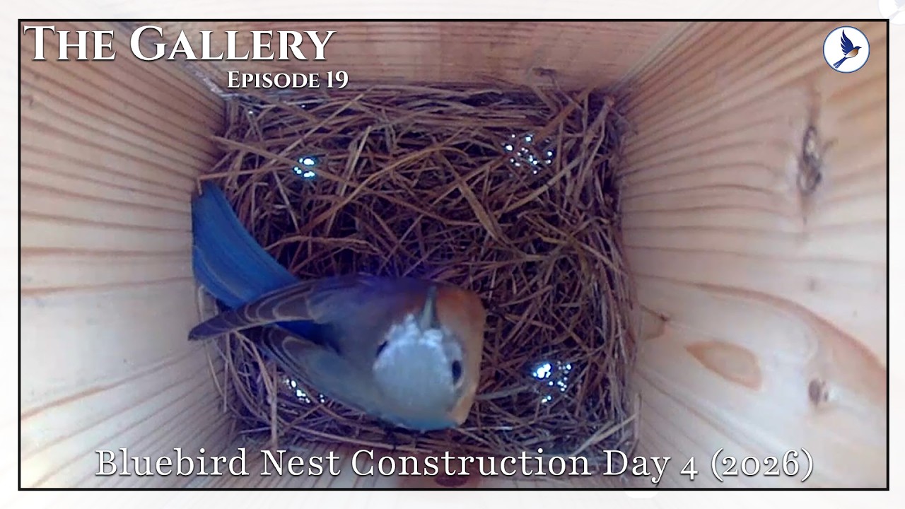 The Gallery | Episode 19 | Bluebird Nest Construction Day 4 (2026)