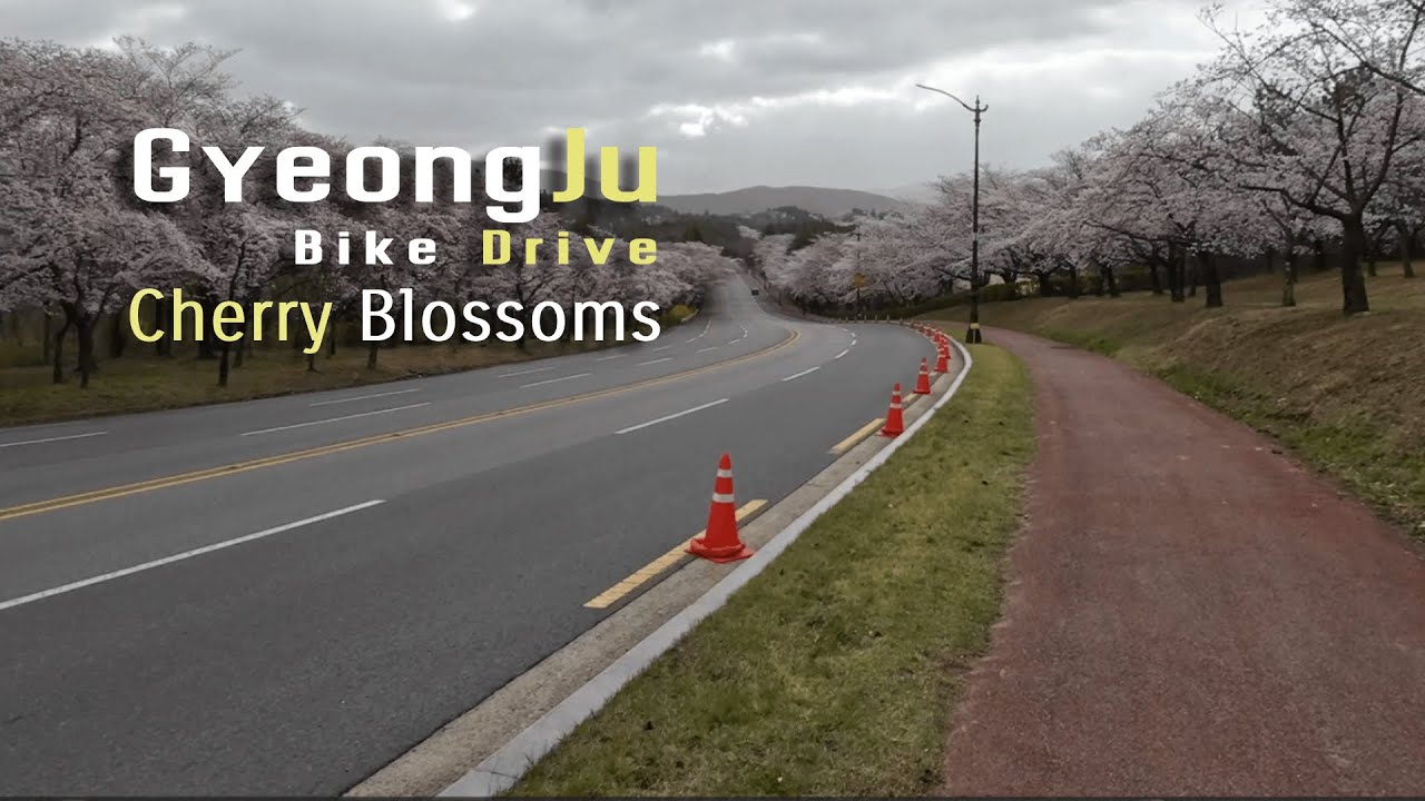🌸🚲 Gyeongju Bomun Cherry Blossoms Bike Tour: A Springtime Dream Come True!