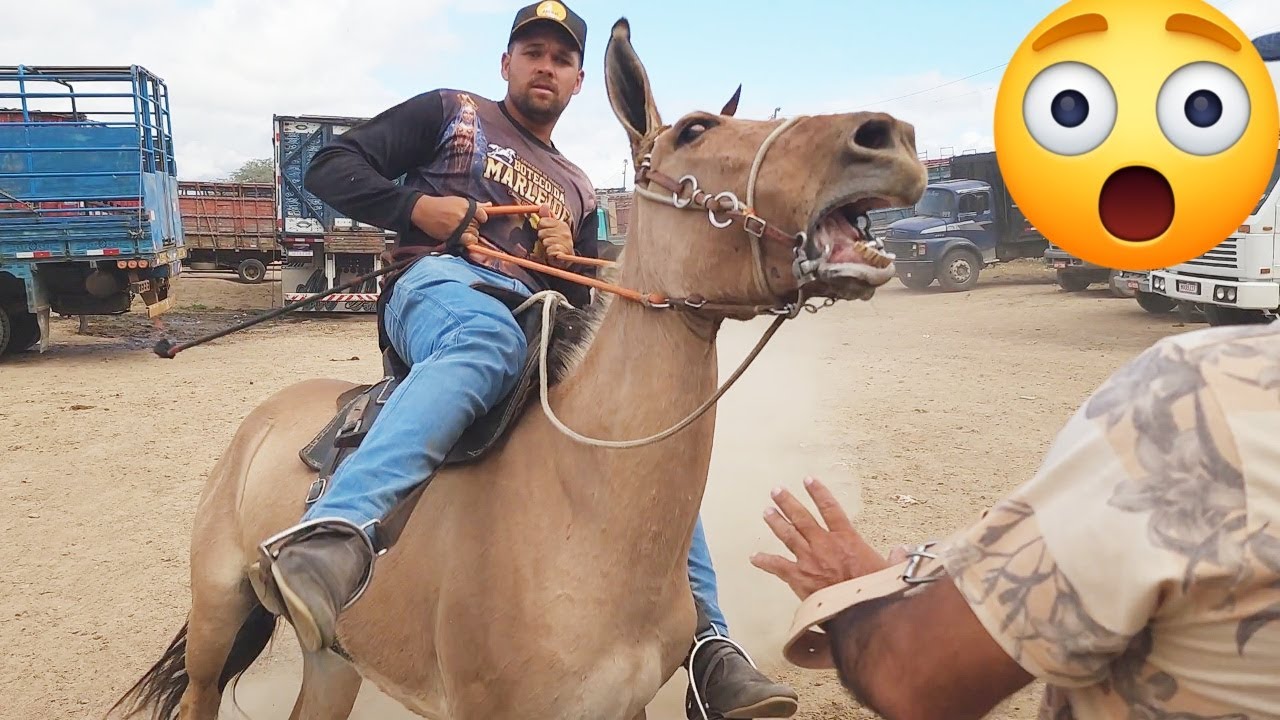 FEIRA DE CAVALOS EM CARUARU-PE  25-03-2025 #nordeste