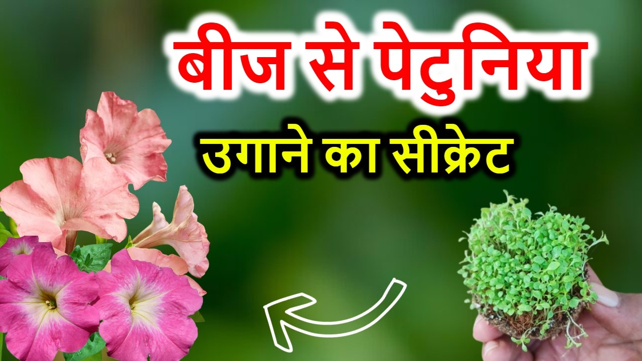 पेटूनिया के बीज उगाने का सही तरीका | Petunia Seeds Germination 100% Success 🌱 |