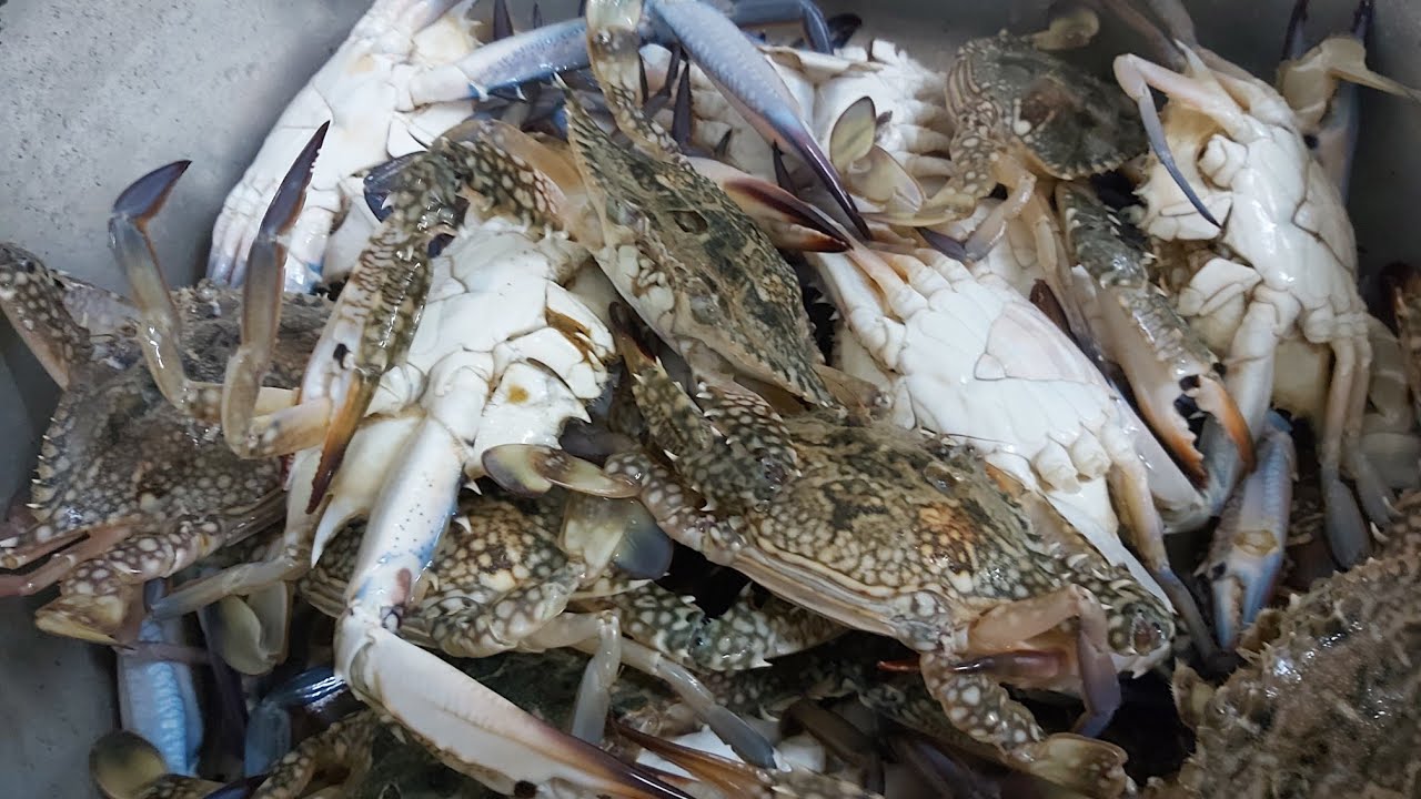 Huli naming Danggit at Alimasag  Catch and Cook By,NenasVlog