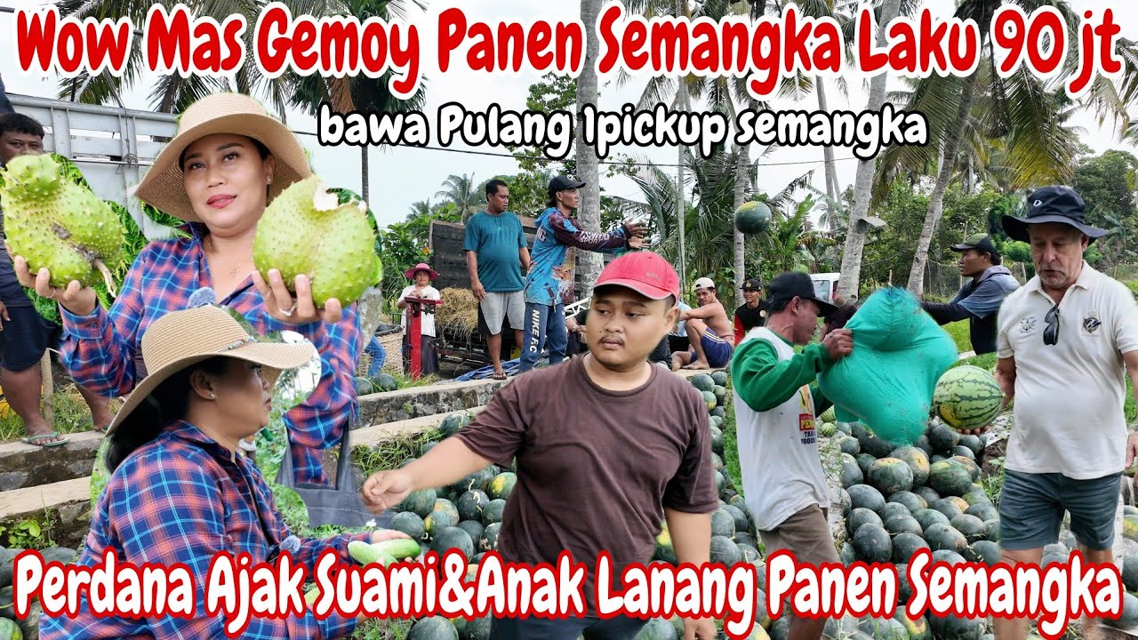 KAYA MENDADAK‼️MAS GEMOY PANEN SEMANGKA LAKU 90JT(17 TON) || BONUS PANEN TIMUN DAN SIRSAK MADU JUMBO