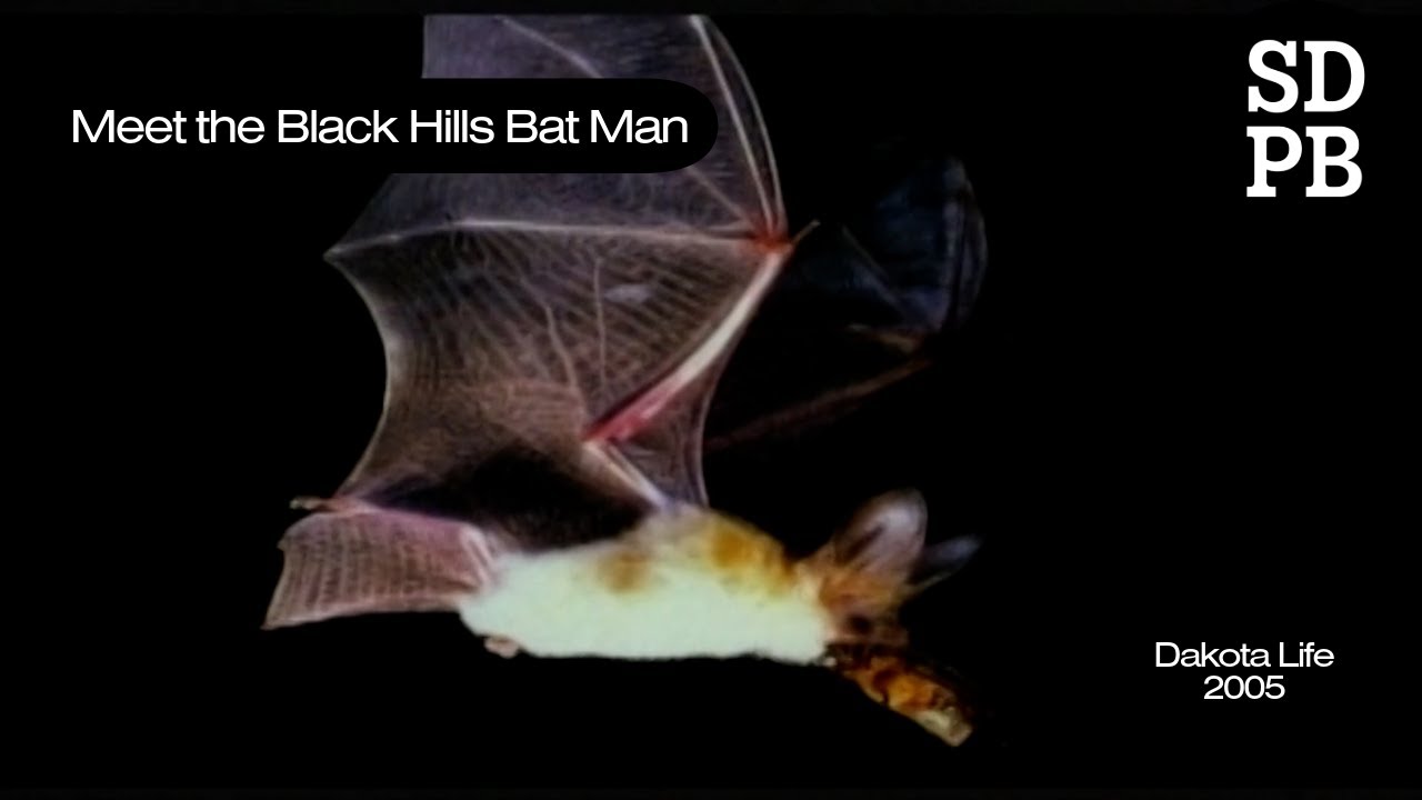 Meet Joel Tigner, the Black Hills Bat Man | Dakota Life
