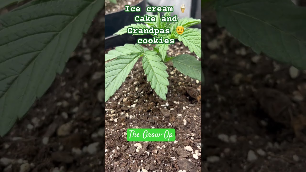 July 16 Day 12 from seed Icecream Cake & Grandpas Cookies #plants #cannabiseducation #420
