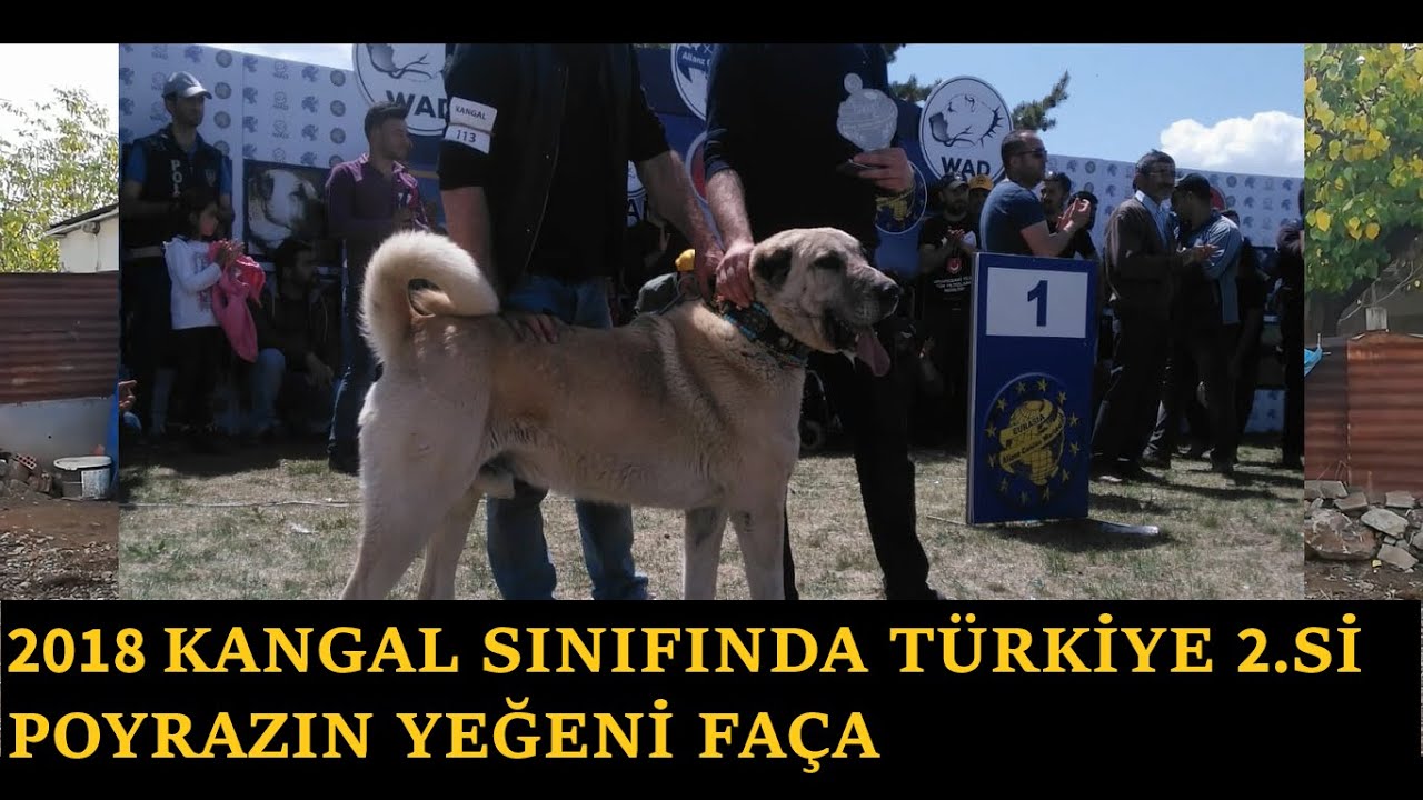 90cm'LİK DEV KANGAL KARDEŞLER ( 90cm giant kangal brothers ) #kangal #köpek