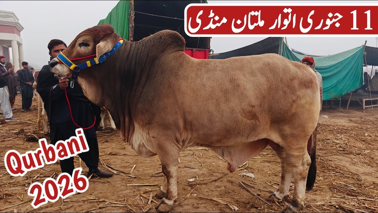 Qurbani 2026 Ka Season or Full Sardi | 11 Jan 2026 Sunday Multan Cow Mandi Fresh Rates Update