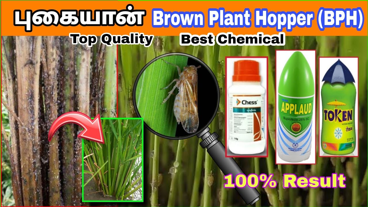 புகையான் பூச்சிக்கொல்லி கட்டுப்பாடு | Brown Plant Hopper Chemical Control Management | Tamil | #ngf