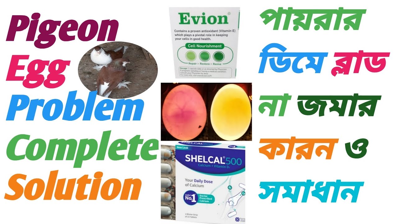Pigeon Egg Problem causes and Solution /পায়রার ডিমে ব্লাড না জমার কারন ও সমাধান