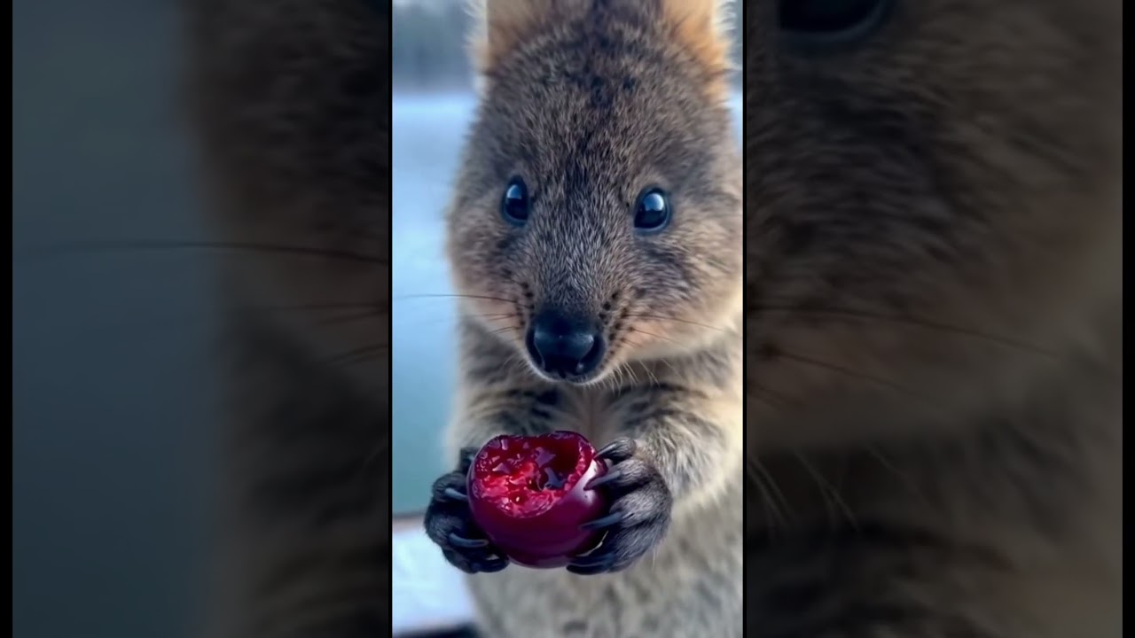 Nice food