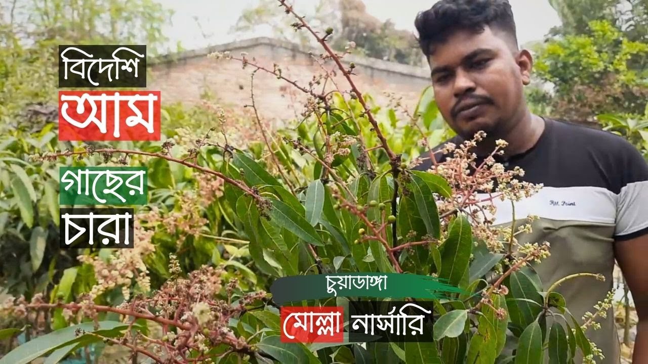 Foreign Mango Seedlings Price At Molla Nursery | বিদেশি আমের চারা | Gardening Bangladesh