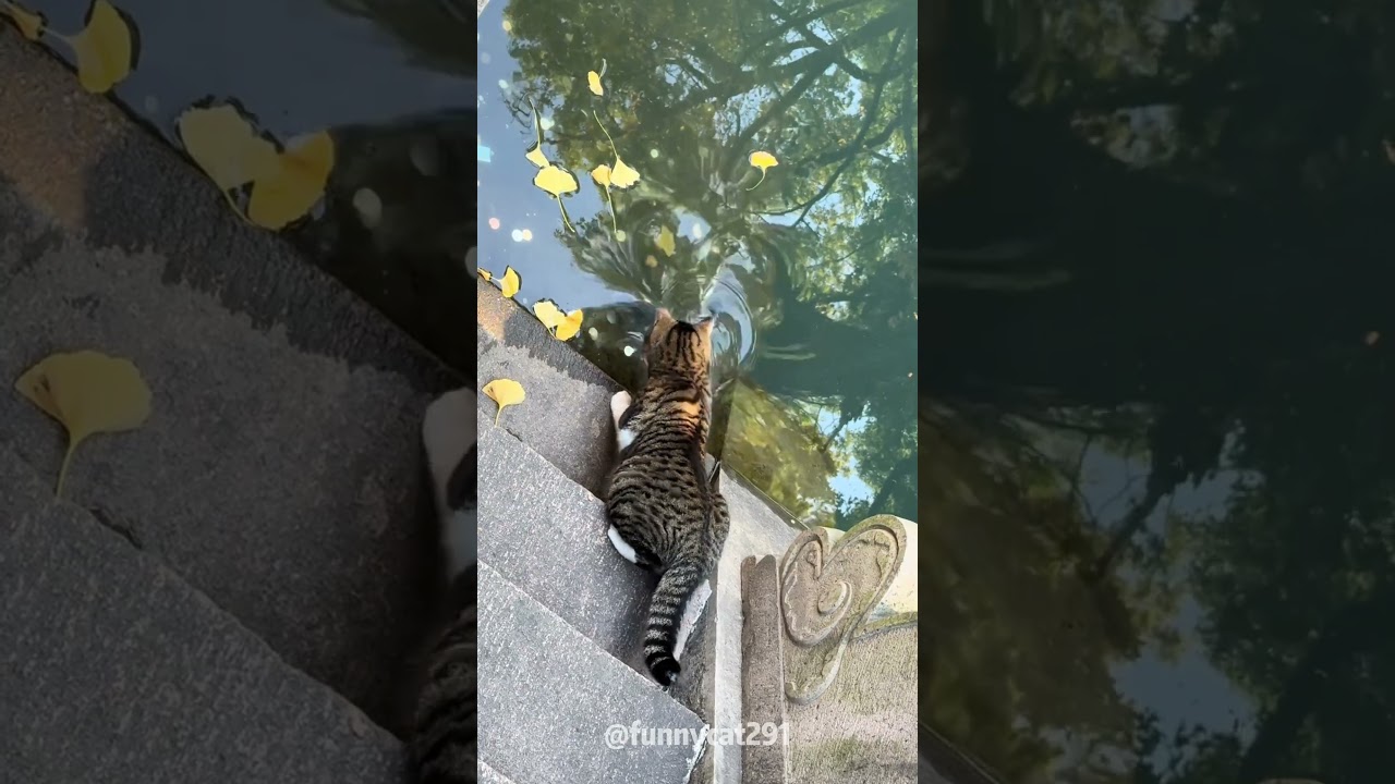The hunting instinct of cats#cat #catsoftiktok #fyp #fypシ #catlover #funny #pet #foryoupage