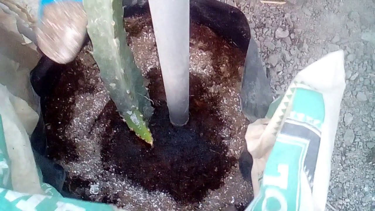 ABONANDO MIS PITAHAYAS