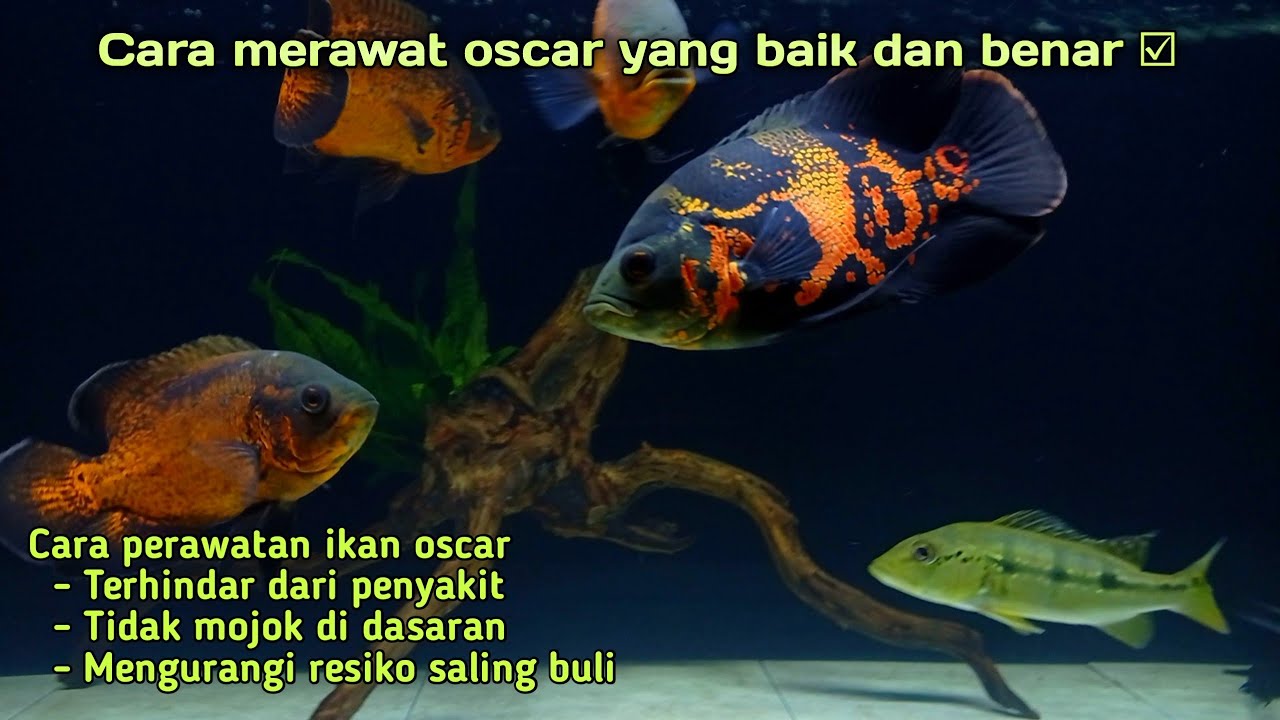 🔴 CARA PERAWATAN IKAN OSCAR.