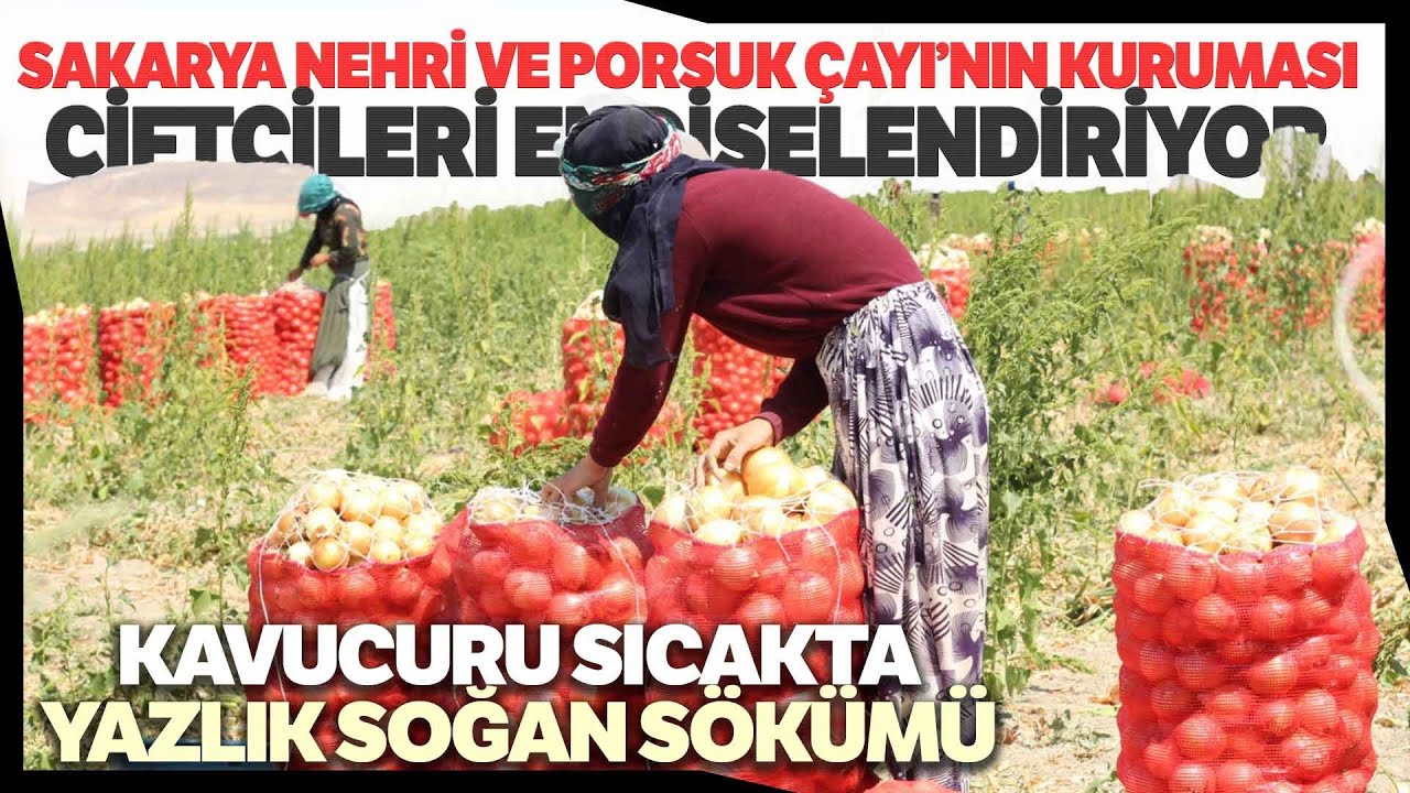 Polatlı’da Kavurucu Sıcakta Yaz Soğan Söküm
