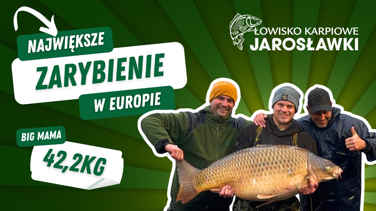 Największe zarybienie w Europie. Karp 42,2 kg wpuszczony na Jarosławkach 🔥