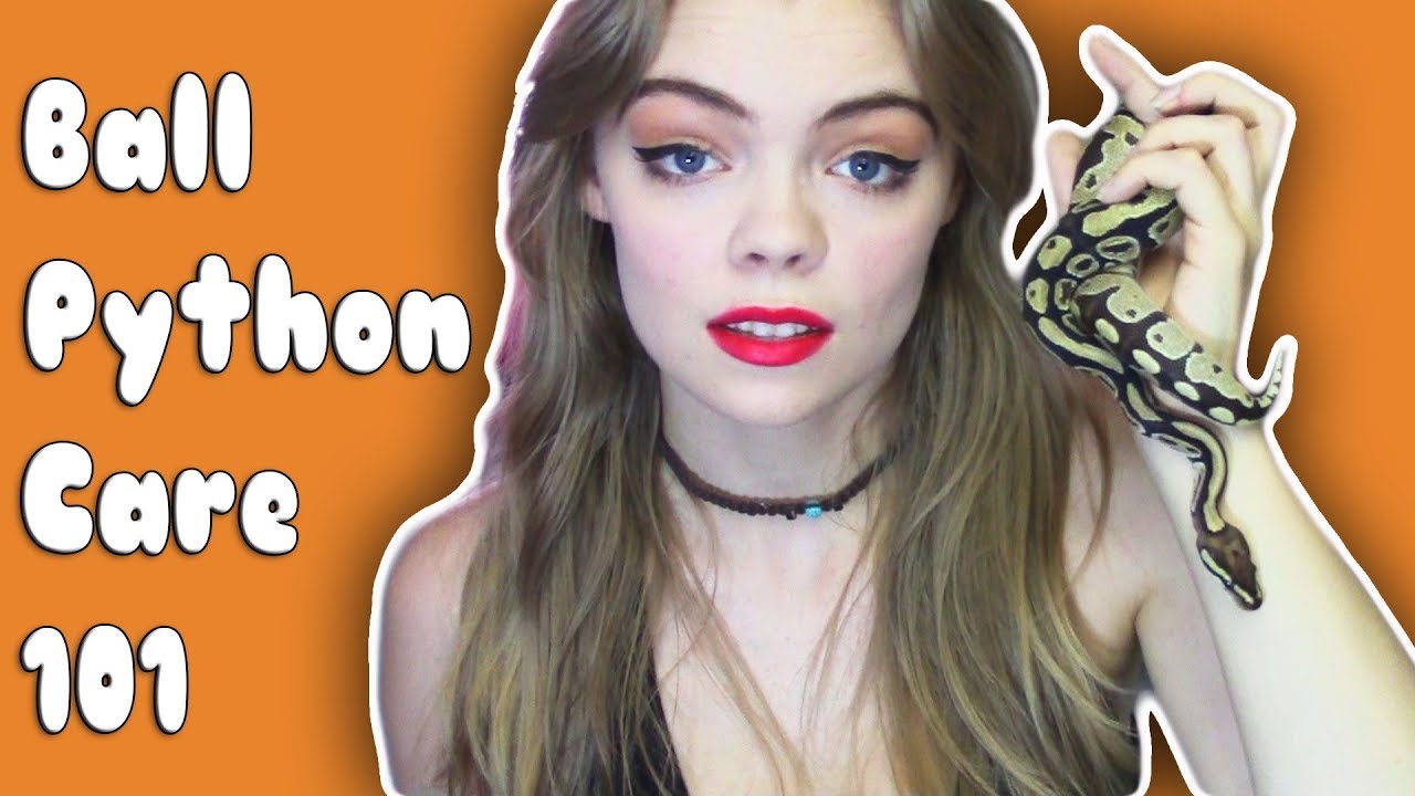 WATCH THIS BEFORE GETTING A BALL PYTHON!