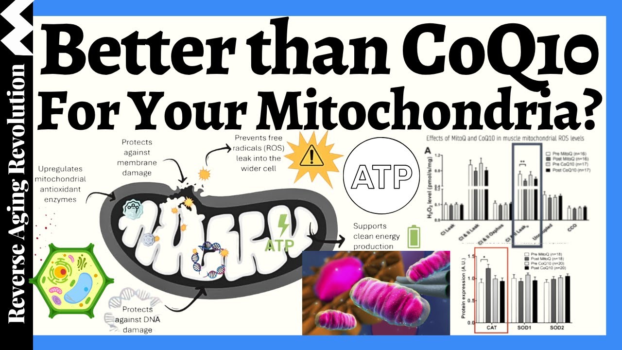 Outperform CoQ10? Human Trials Reveal A Superior Mitochondrial Supplement