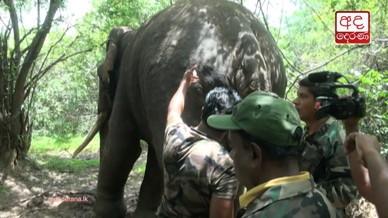 Missing tusker &lsquo;Deegadanthu&rsquo; found at Pallekele reserve