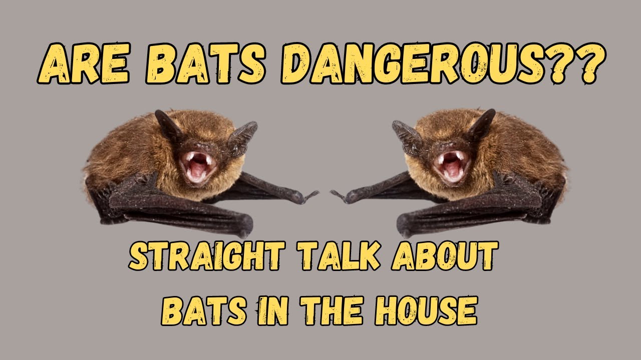 Are Bats Dangerous? Do I Need To Get Rabies Shots? What If It Bit Me While I Slept?