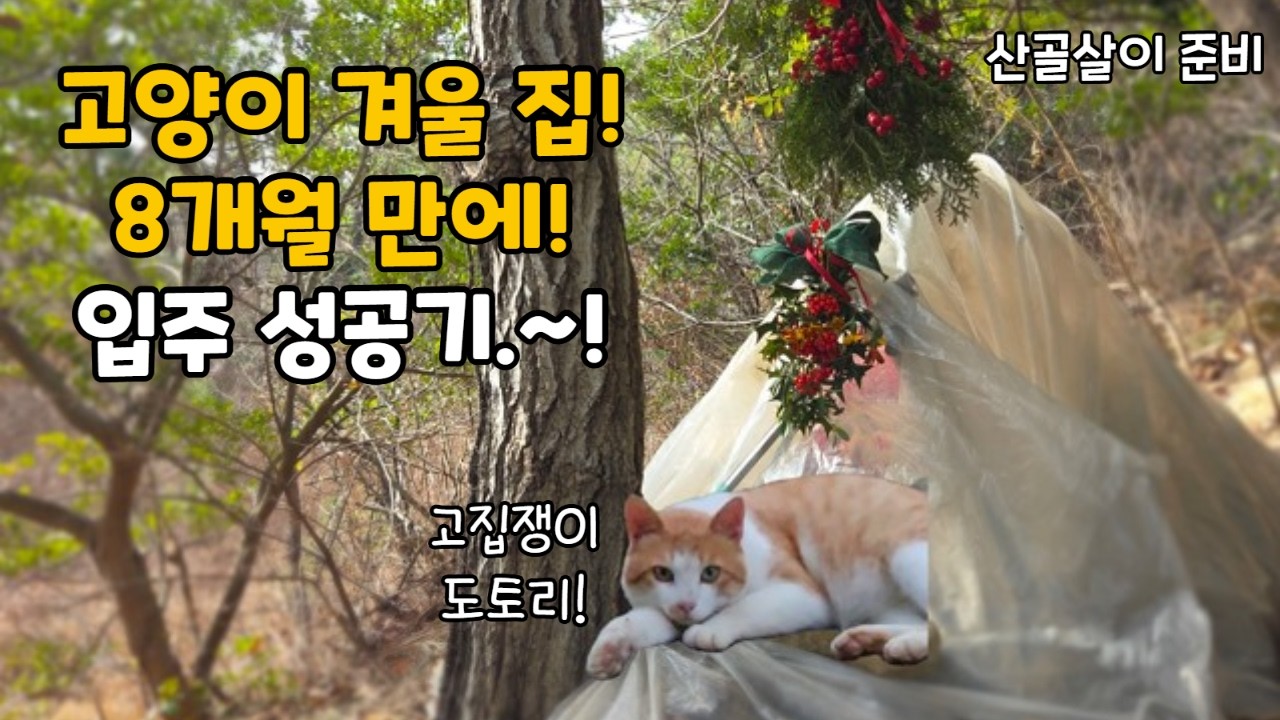 고양이 겨울 집 적응 하더니 이렇게 여유러울 수가!|고양이|정원 관리|5도2촌|산골살이
