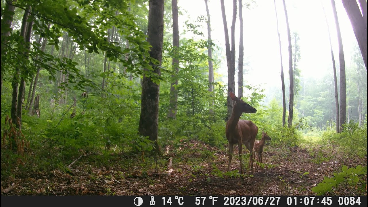 Tree Trail Cam Clips July 2023