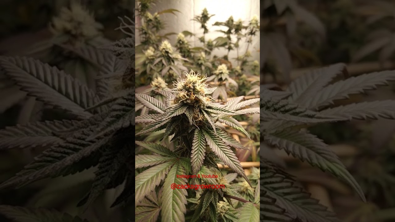All gas OG from Humboldt Seed Company #cannabis #cannabiscommunity #cannabisculture #dailycannabis