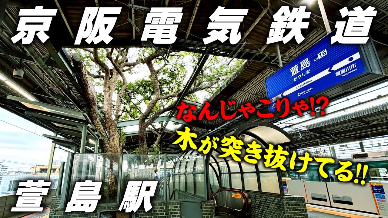 【京阪】ホームを木が突き抜けてる萱島駅