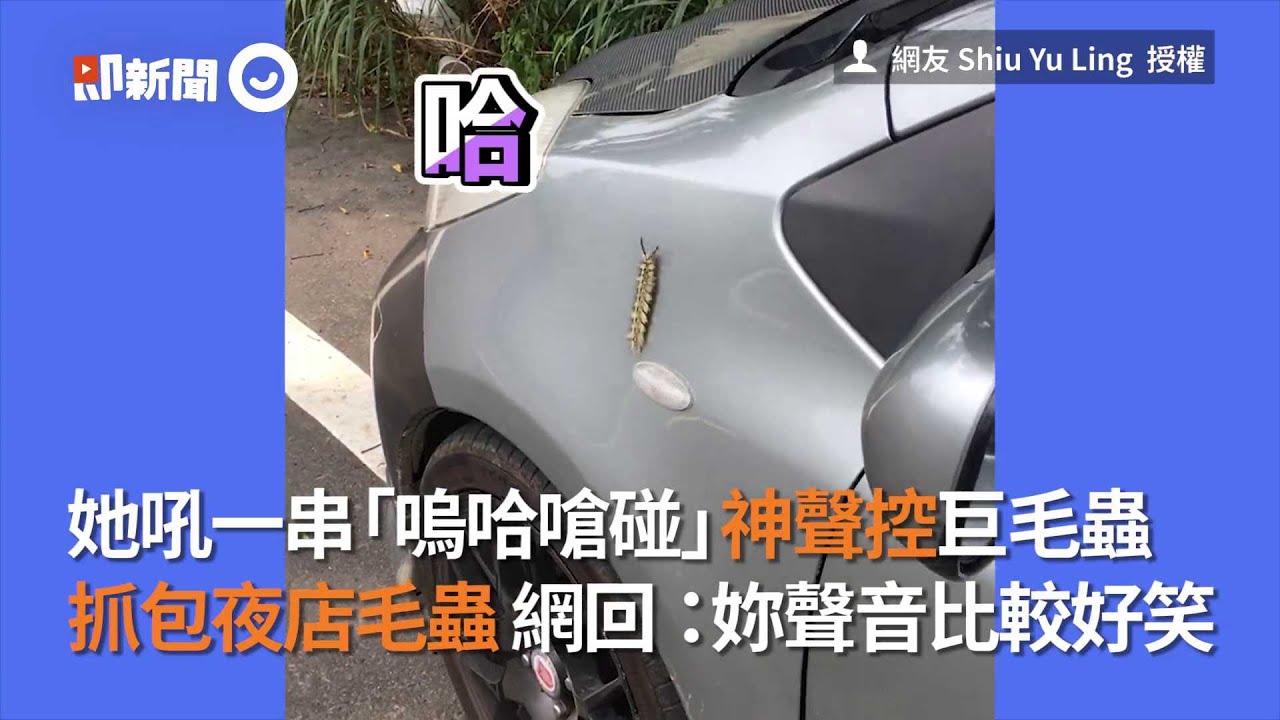 她吼一聲｢嗚哈嗆碰｣神聲控巨毛蟲 抓包夜店毛蟲 網回：妳聲音比較好笑