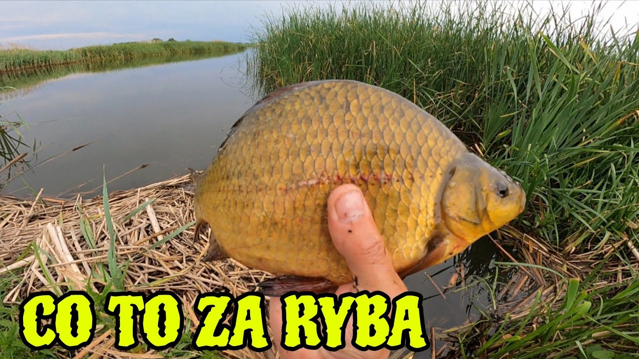 Co to za ryba? Niemożliwe że na łowisku PZW było to możliwe.