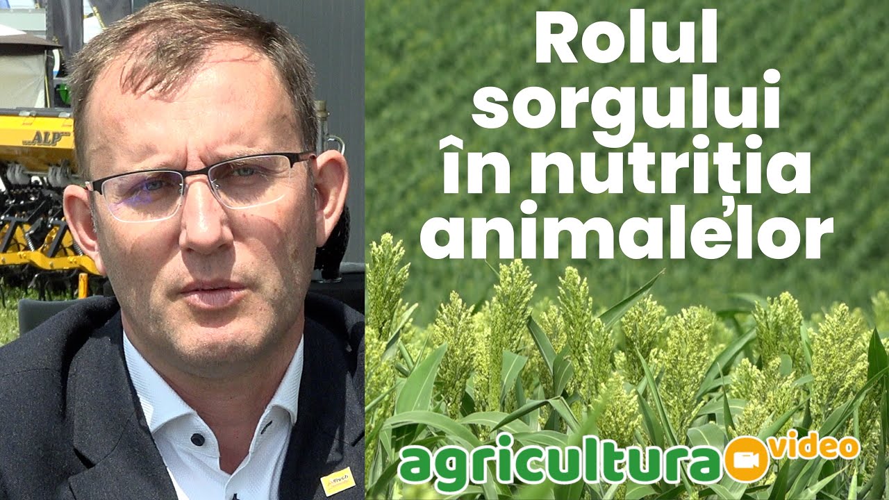 Rolul sorgului în nutriția animalelor