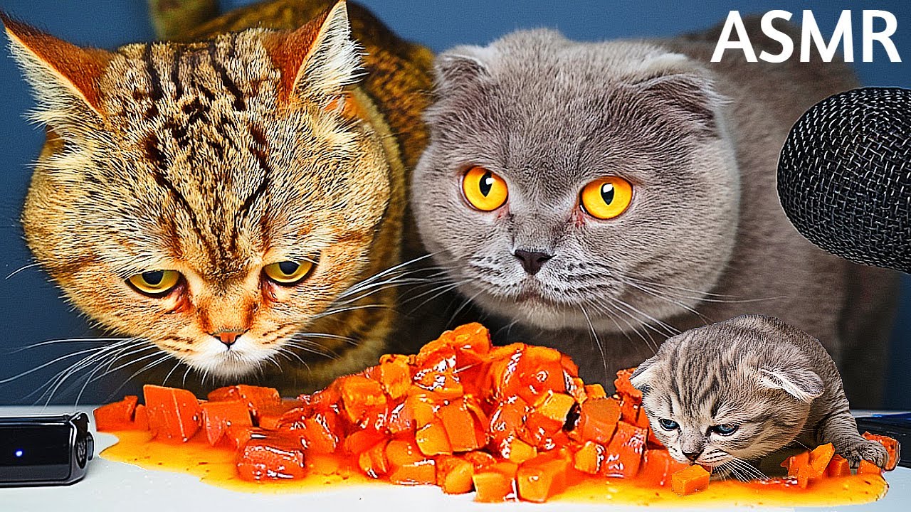 Cute Cats Eating Delicious Wet Food ASMR 