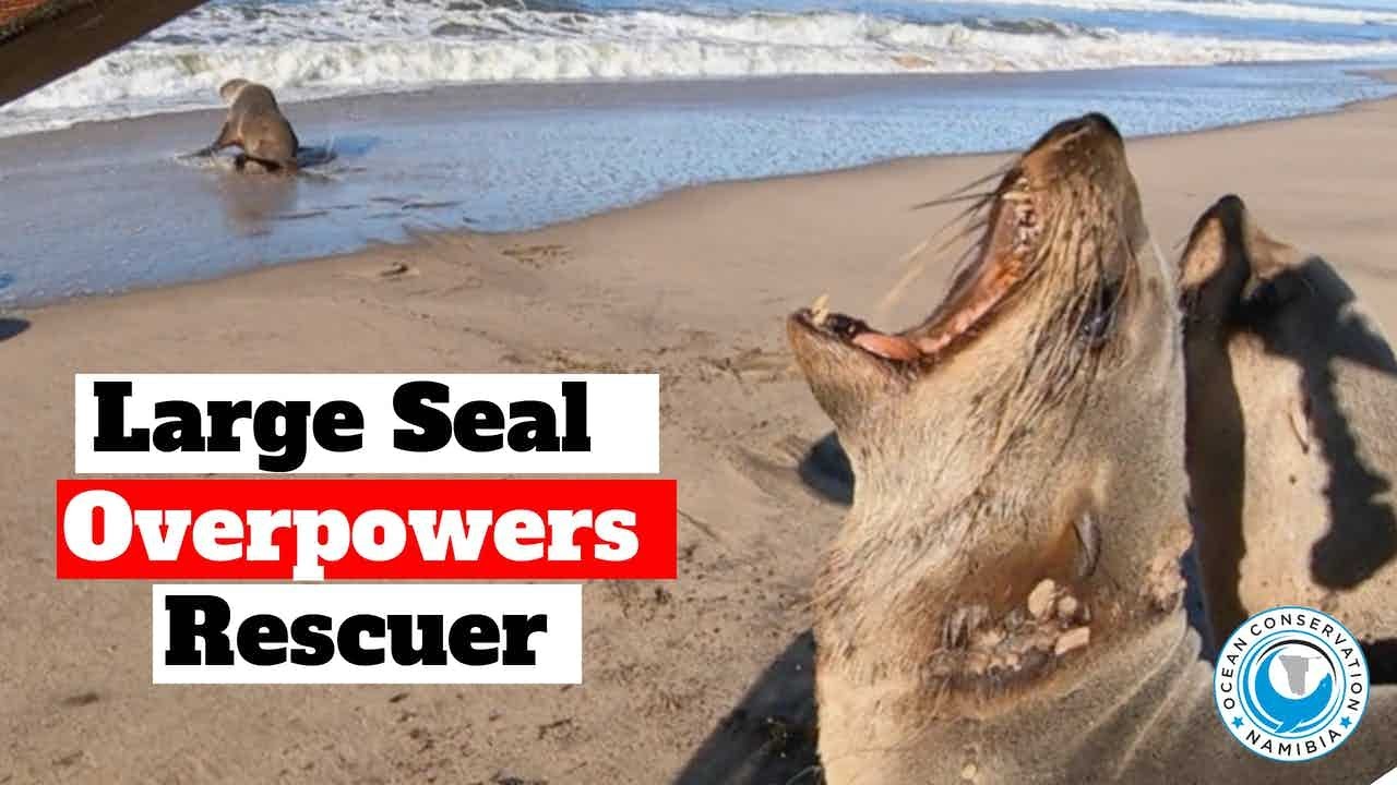 Large Seal Overpowers Rescuer