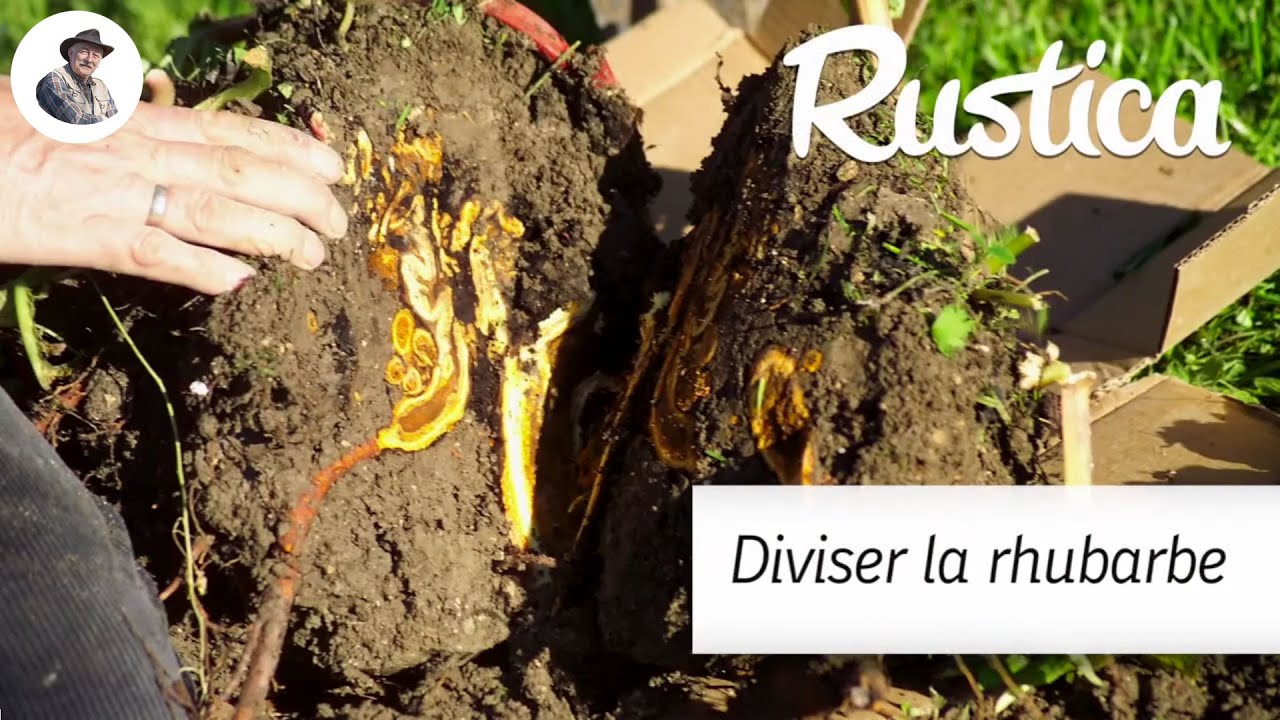 Comment diviser la rhubarbe : conseils et méthode