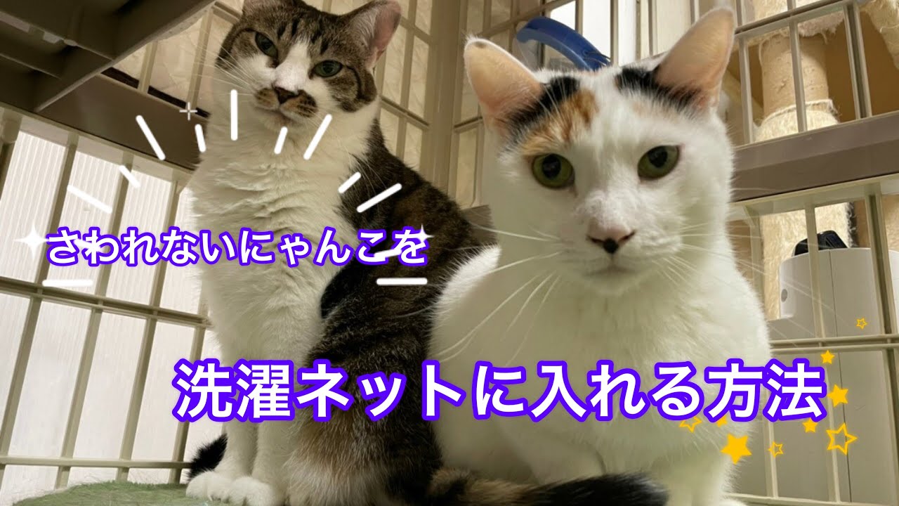 さわれない猫を洗濯ネットにいれる方法　ｍさんの虫取り網方式！
