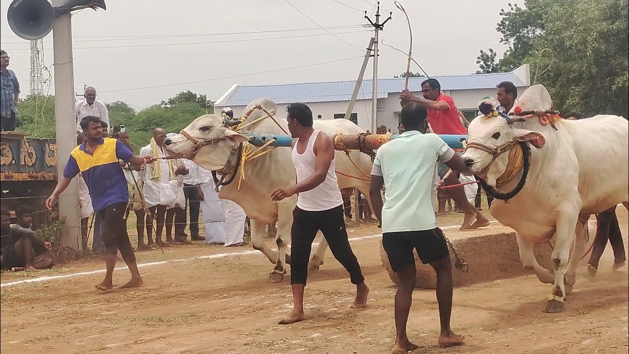 Old category |Ongolebulls రేస్(part 1 video) #youtubevideo #viralvideo #viral #shorts #ongole #race 