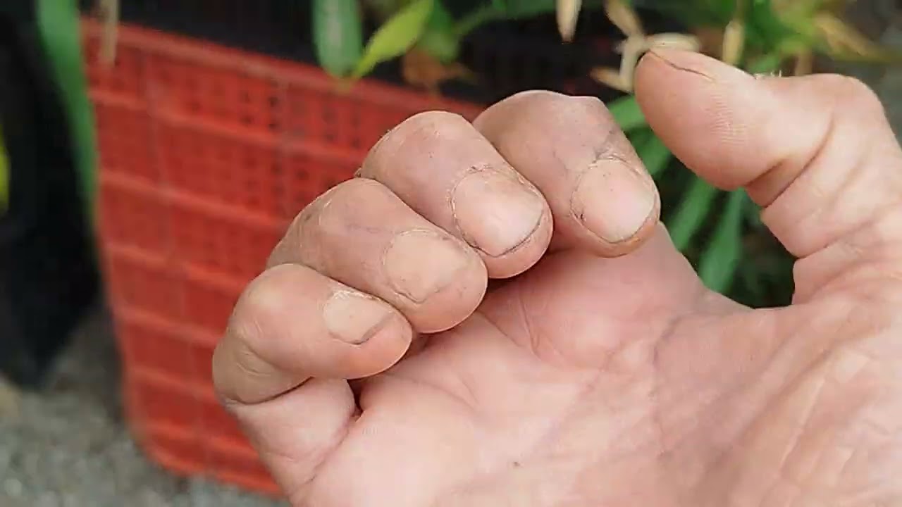 Suculentas e limpeza no quintal.