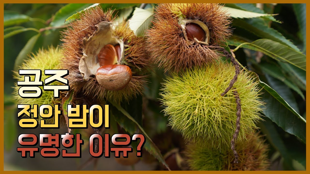 국내 최대 밤 생산지 공주 정안! 밤 수확 현장