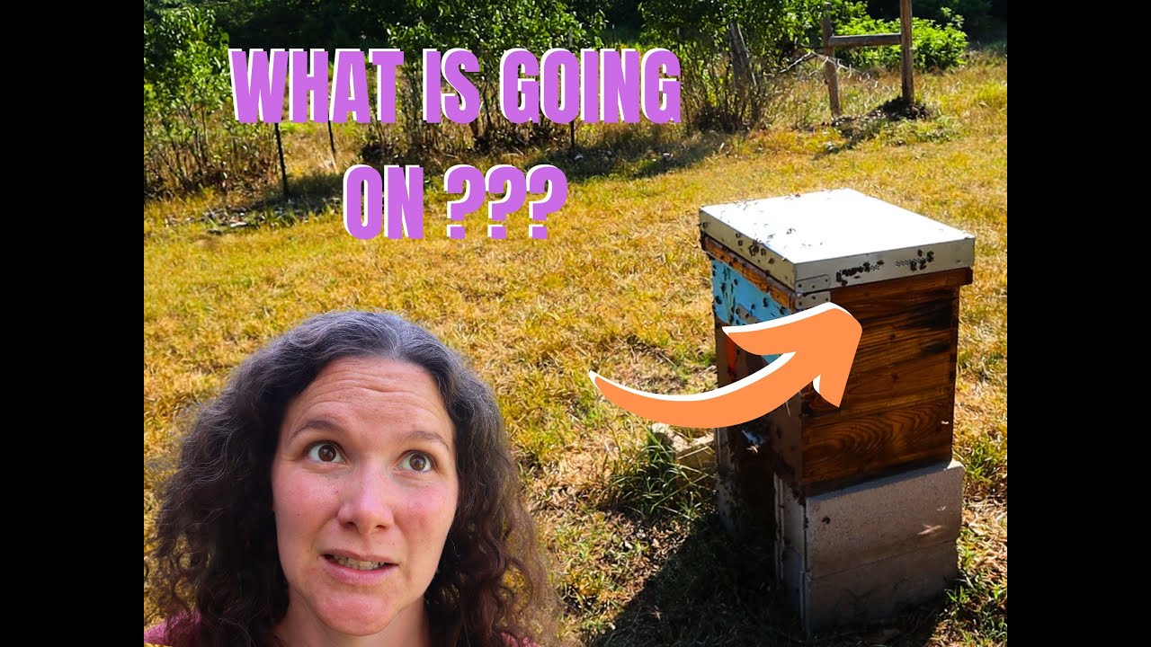 3 Reasons You May See Tons of Bees Around Your Hive